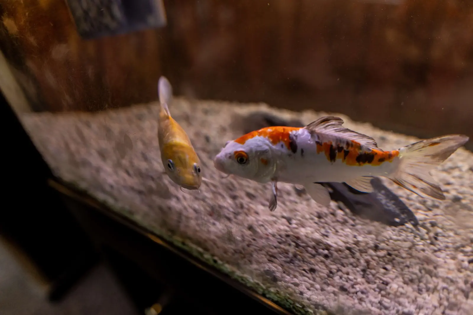 Koi in het aquarium in het restaurant